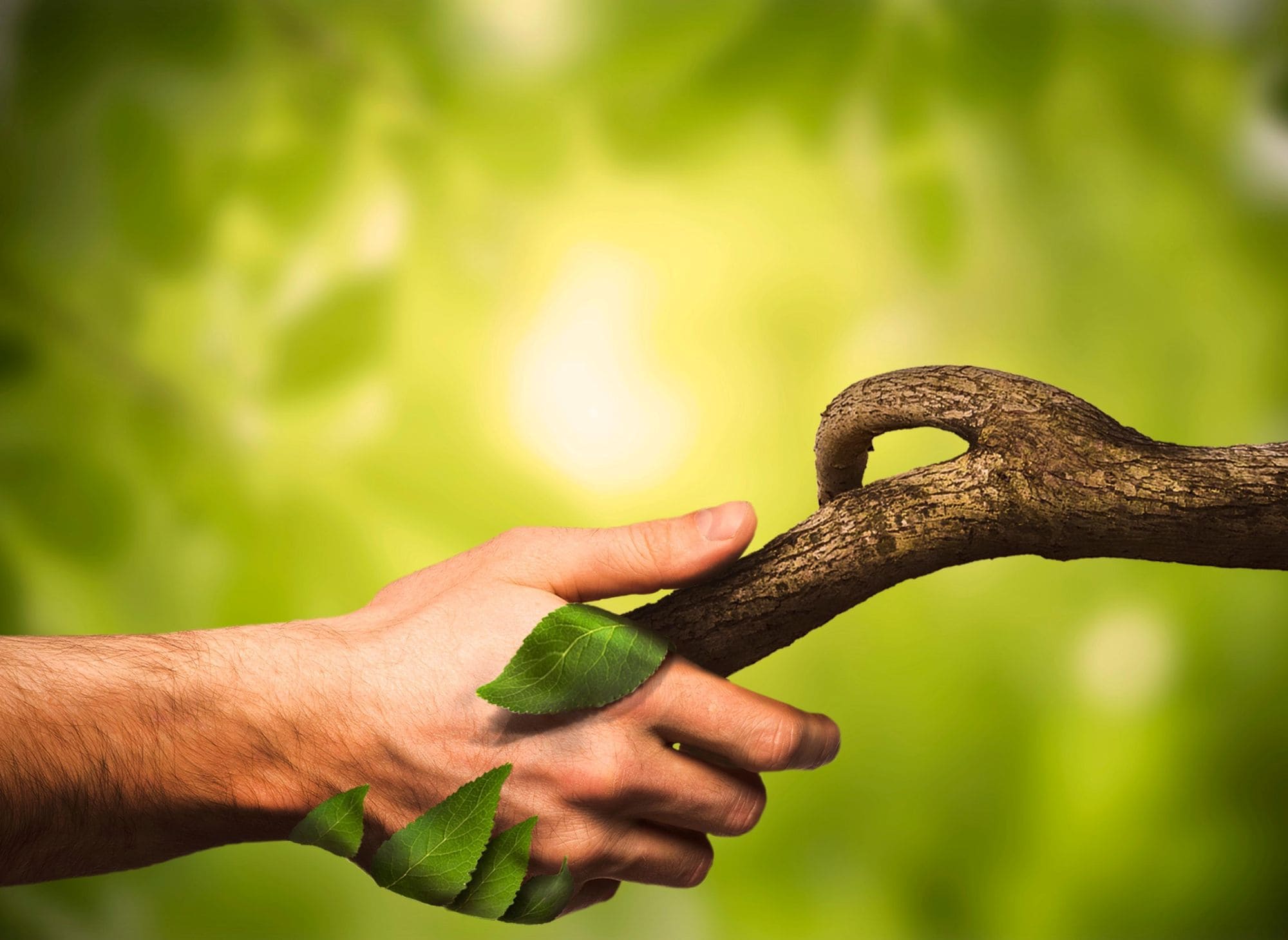 Holistic Wellness Fair – “Harmony for Life”